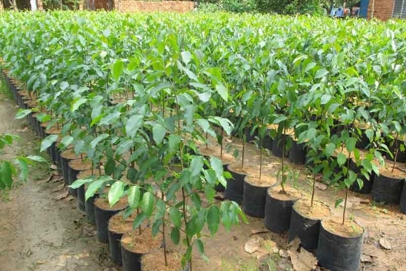 Giống cây sao đen  đạt tiêu chuẩn đem trồng là cây 12 tháng tuổi, đường kính cổ rễ 0,4-0,5cm, cao 1,0-1,2m, xanh tốt, thân thẳng, cân đối, không đứt rễ cái, không bị sâu bệnh, cụt ngọn. 