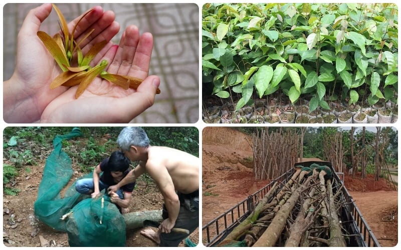 (Tổng hợp) Kỹ thuật trồng và nhân giống cây sao đen 2