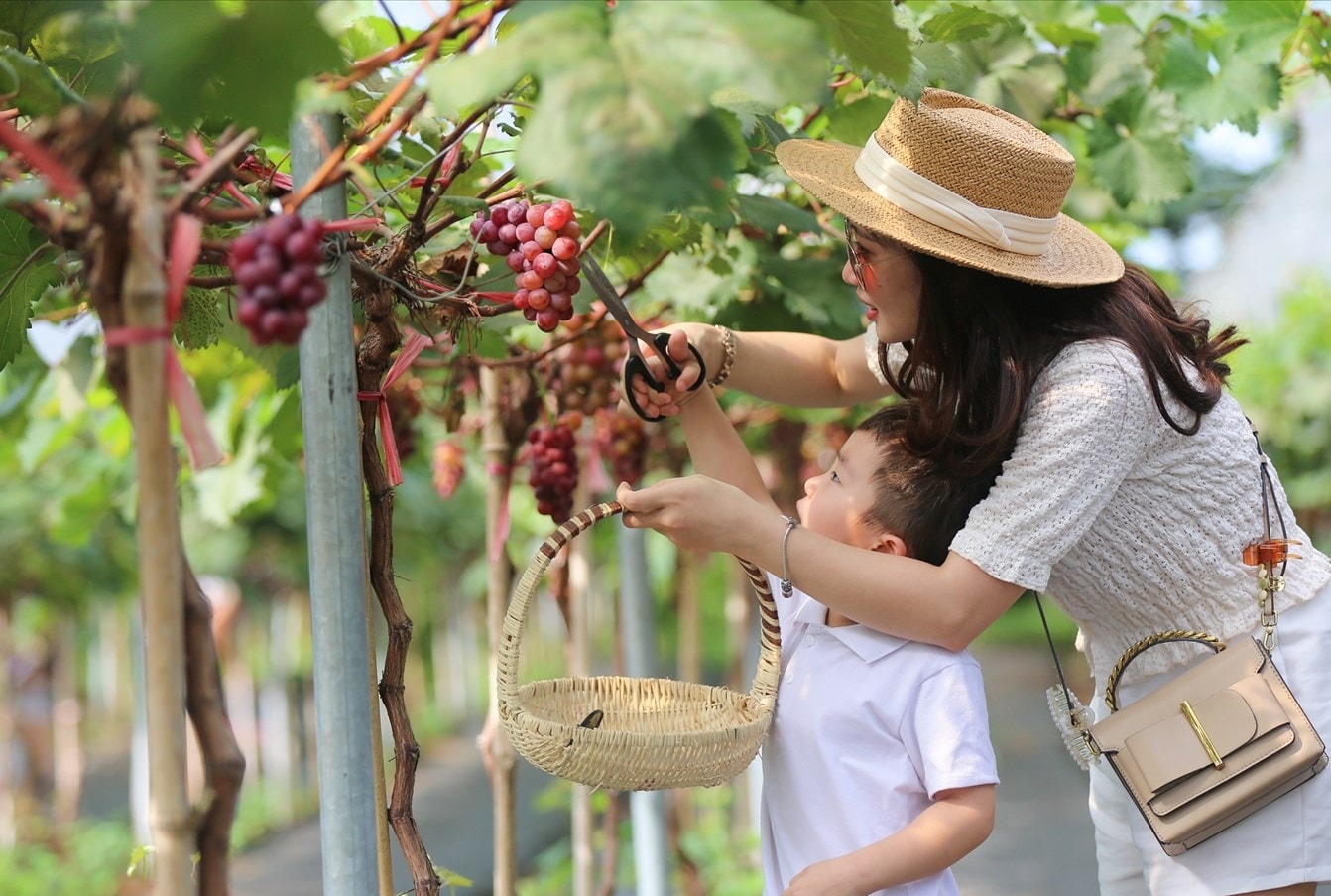 Mô hình trồng nho gắn với du lịch sinh thái vườn đã góp phần nâng cao giá trị sản phẩm nho và mở ra hướng đi mới trong việc phát triển kinh tế ở địa phương. 