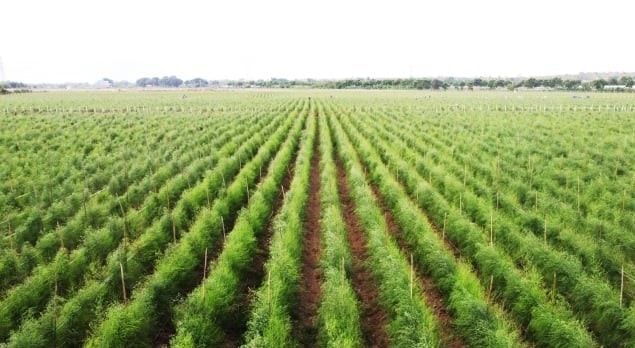 Cây măng tây xanh thích nghi vùng đất cát ven biển cho thu nhập cao, bảo đảm cuộc sống no ấm cho người dân.