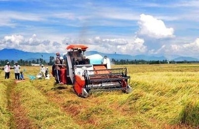 Thu hoạch lúa ở huyện Ninh Phước, tỉnh Ninh Thuận. 