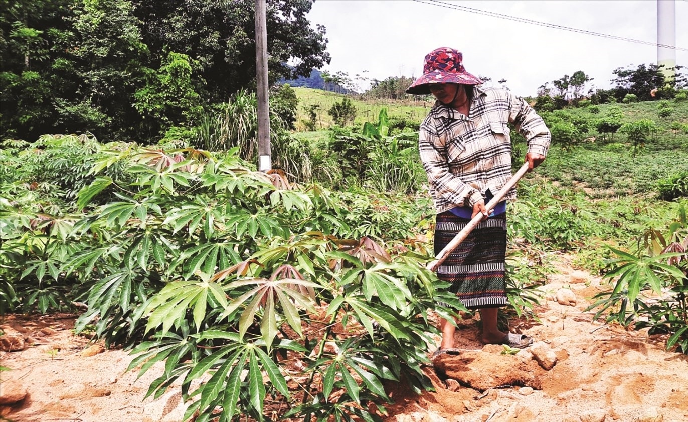 (Bài Kê Hoạch - Thời sự): Nữ Đại biểu Quốc hội Hồ Thị Minh, người ghi dấu ấn đậm nét trong công tác dân tộc ở Quảng Trị 1