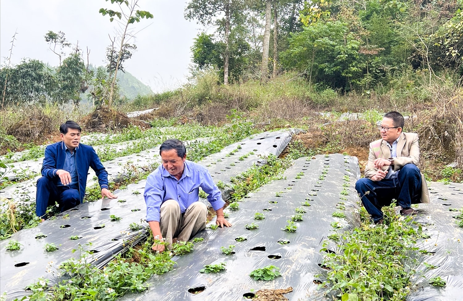 Bà con nông dân huyện vùng cao Si ma cai trồng cây Đương quy cho thu nhập cao