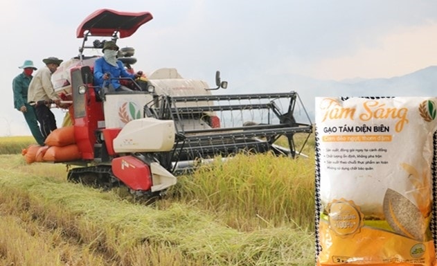HTX Thanh Yên (huyện Điện Biên) tạo ra công ăn, việc làm và mức thu nhập ổn định cho nhiều người dân vùng đồng bào DTTS
