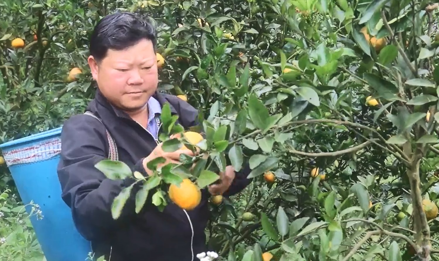 Anh Sền Pờ Diu đã thoát nghèo và làm giàu nhờ cây quýt