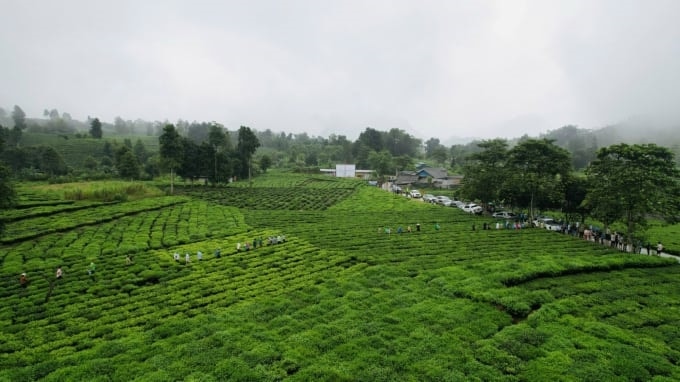 Chè là một trong những cây chủ lực phát triển kinh tế ở huyện Mường Khương