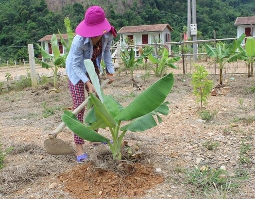 Người Chứt đã thành thạo trồng trọt và chăn nuôi