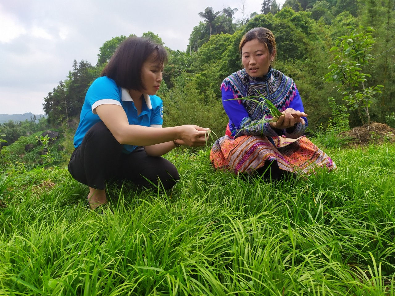Mô hình trồng cây Lá thắng cố của chị Ngải Thị Say
