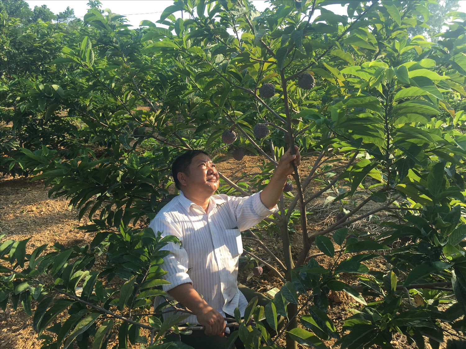 Anh Dương Văn Sình, bản Mông Trung Sơn, Quang Sơn (Đồng Hỷ) là người tiên phong đưa cây na tím vào trồng.