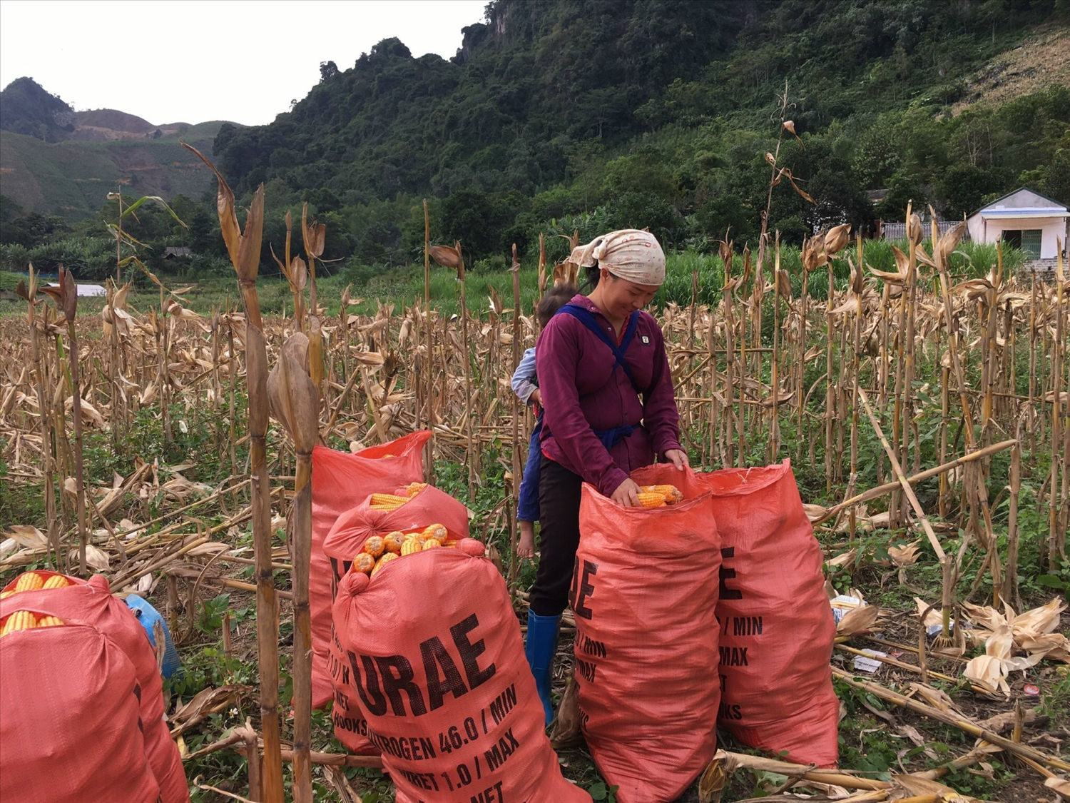 Người dân xóm Khe Mong, Văn Lăng (Đồng Hỷ) thu hoạch ngô.