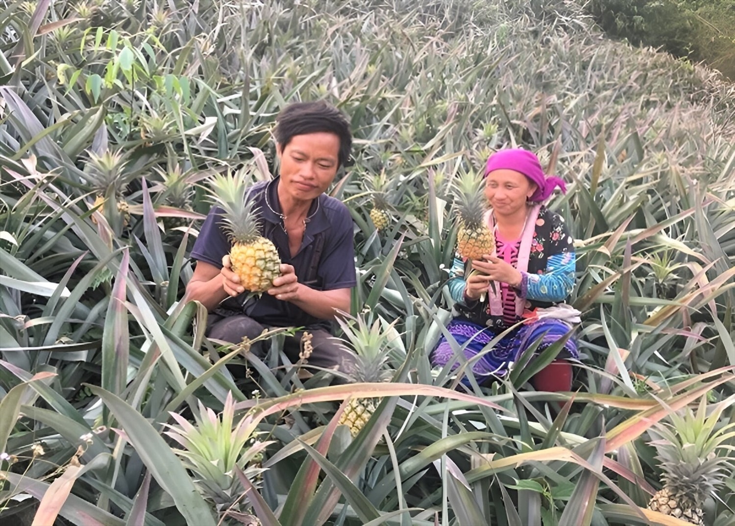Xoá nghèo từ mô hình trồng dứa trên đất dốc ở Mường Chà 