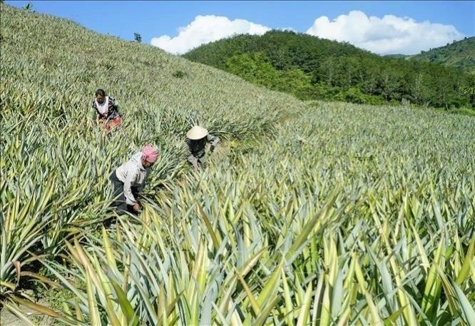 Nhờ hiệu quả kinh tế đem lại rõ rệt, tổng diện tích dứa trên toàn huyện Mường Chà đã được mở rộng hơn 200ha Nhờ hiệu quả kinh tế đem lại rõ rệt, tổng diện tích dứa trên toàn huyện Mường Chà đã được mở rộng hơn 200ha