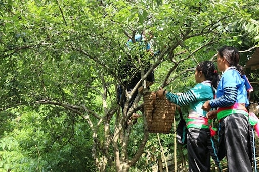 Nhờ triển khai hiệu quả các chính sách dân tộc, đời sống của đồng bào Mông ở xã Pù Nhi, huyện Mường Lát từng bước được ổn định, nâng lên