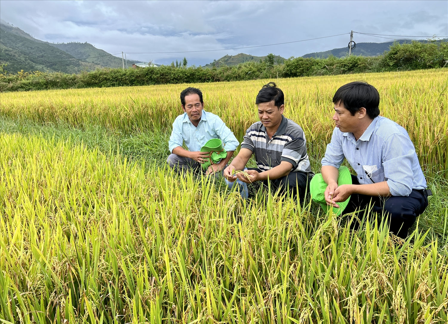 Bà con nông dân vui mừng khi giống lúa mới có khả năng sinh trưởng tốt, năng suất cao và ít bị sâu bệnh