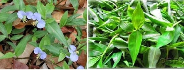 (Tổng hợp) Bài thuốc từ cây thài lài trắng 1
