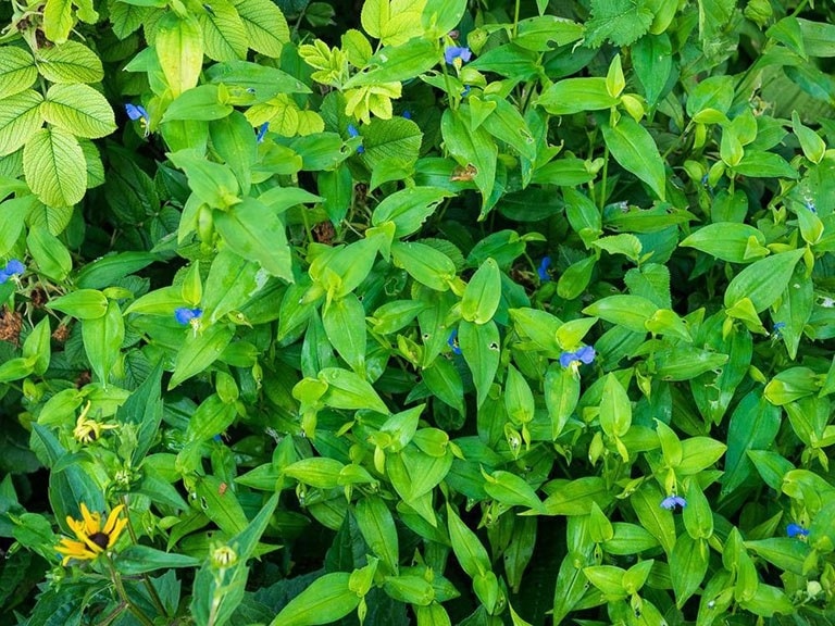 (Tổng hợp) Bài thuốc từ cây thài lài trắng 3