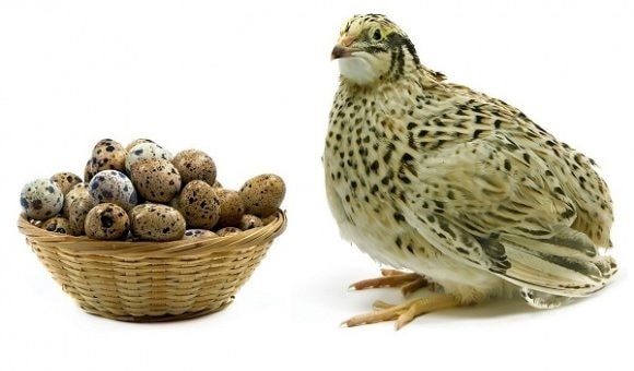 Chim cút là loài dễ thích nghi, sức đề kháng mạnh, ít bệnh tật nên nuôi chim cút ít gặp rủi ro hơn so với nuôi các loại gia cầm khác