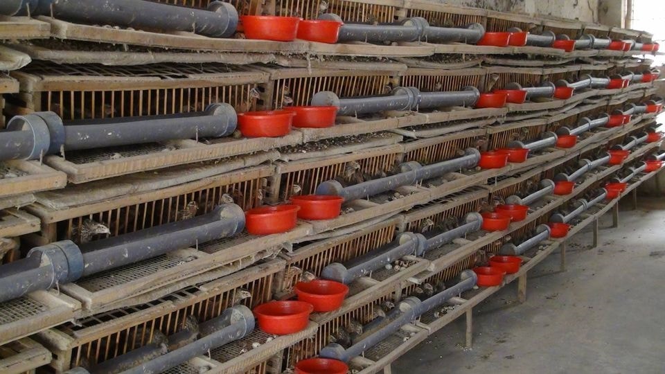 (Tổng hợp) Hướng dẫn cách nuôi chim cút đơn giản, đem lại hiệu quả kinh tế cao 1