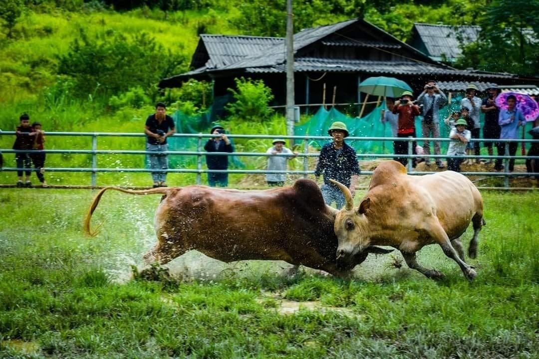 Hội chọi bò của người Mông thu hút đông đảo người xem