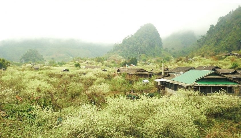 vào mùa xuân, Mường Lống ngập tràn hoa mận bung trắng trời