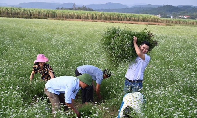 Công ty của anh Dương Ngọc Trường tạo việc làm ổn định cho 15 nhân công và hàng chục cơ hội việc làm thời vụ 