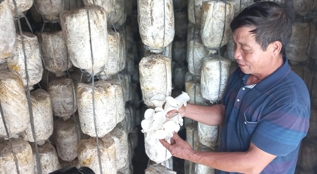 Mô hình trồng nấm thương phẩm, mỗi năm giúp cho ông Nguyễn Đức Thành - Giám đốc HTX nấm Đồng Cam, xã Minh Tân (huyện Cẩm Khê, tỉnh Phú Thọ) thu lãi hơn 300 triệu đồng.