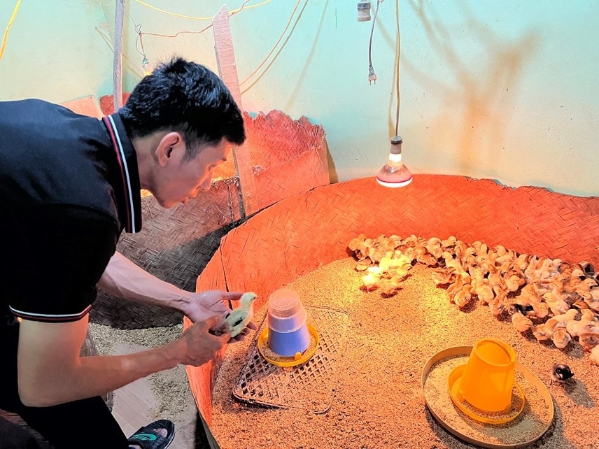 Anh Đức chăm sóc gà giống