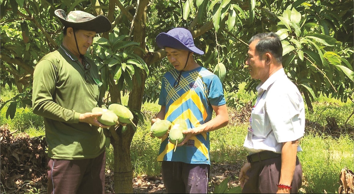 Các thành viên trong Tổ hợp tác xoài Tân Đức trao đổi kinh nghiệm trồng xoài 