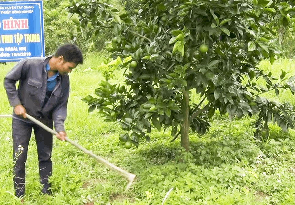 Từ nguồn vốn vay, nhiều hộ nông dân Tây Giang mạnh dạn vay vốn phát triển kinh tế Từ nguồn vốn vay, nhiều hộ nông dân Tây Giang mạnh dạn vay vốn phát triển kinh tế