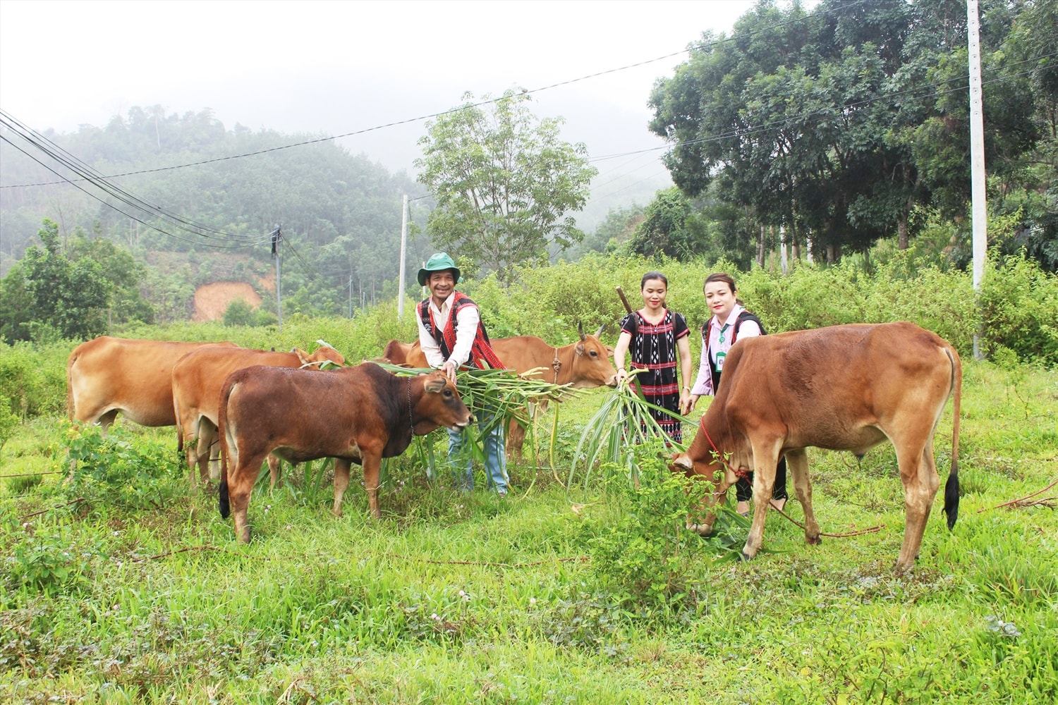 Từ nguồn vốn vay nhiều hộ nghèo Tây Giang mua bò phát triển kinh tế Từ nguồn vốn vay nhiều hộ nghèo Tây Giang mua bò phát triển kinh tế
