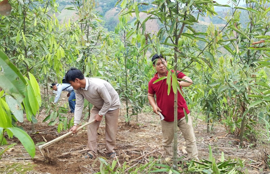 Đồng bào phát triển vùng trồng quế tại huyện Mường Tè