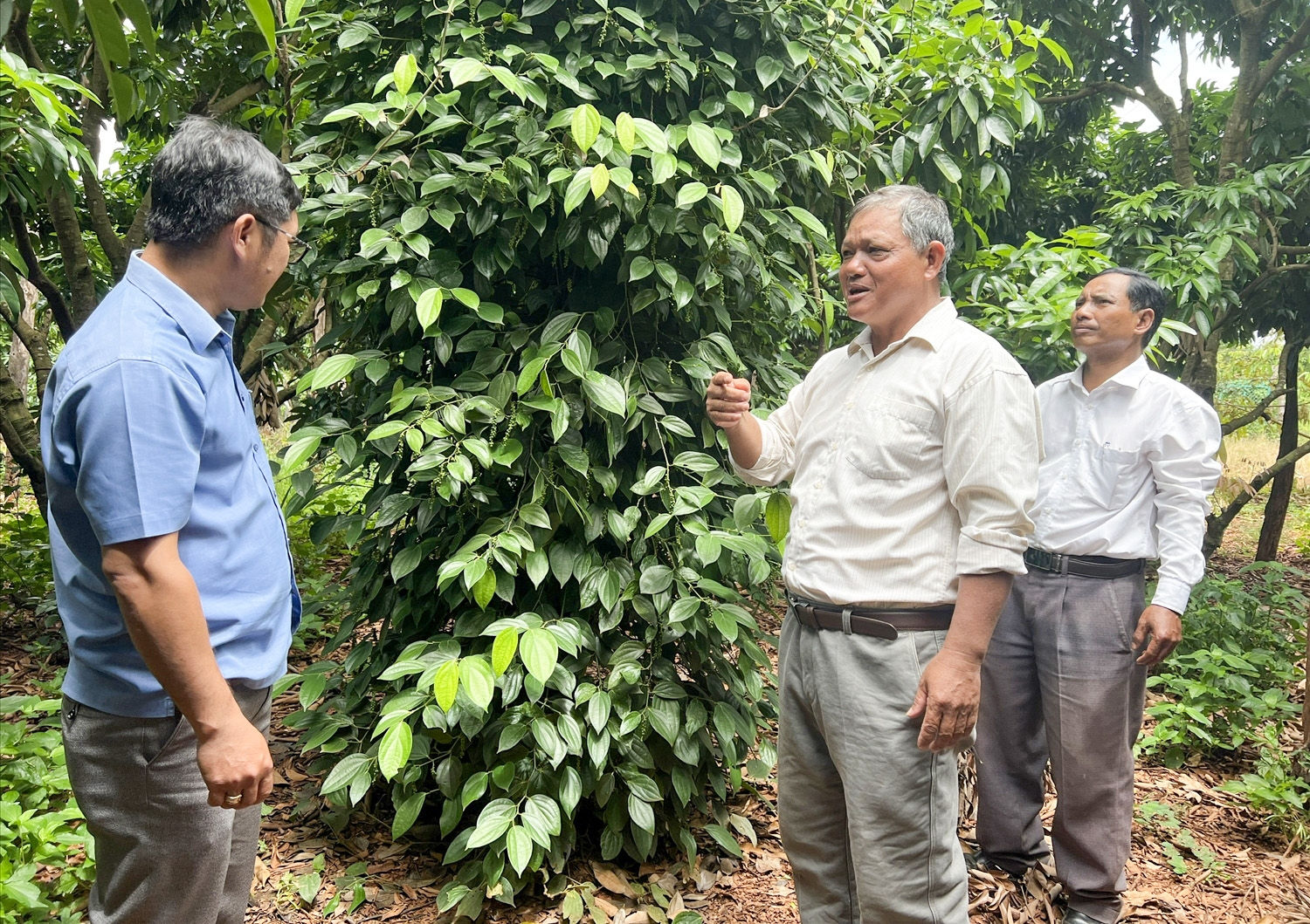Người có uy tín Sầm Văn Cắm ở xã Ia Hla giúp bà con chuyển đổi cơ cấu cây trồng, phát triển kinh tế, đoàn kết giúp nhau thoát nghèo bền vững