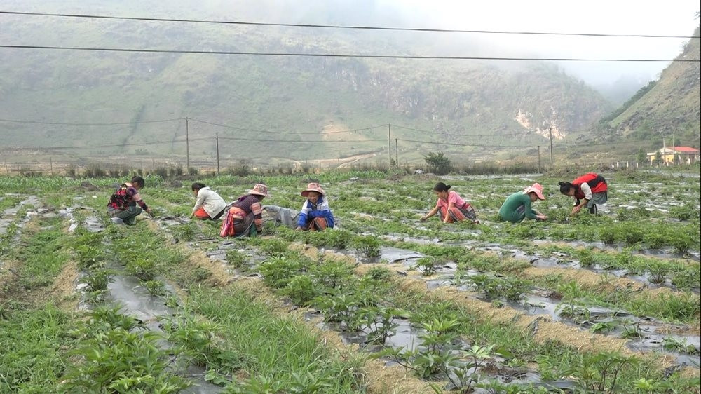 Trong thời gian tới, tỉnh Lai Châu sẽ tăng diện tích trồng các cây dược liệu trên các địa phương có điều kiện phù hợp như Mường Tè, Than Uyên...