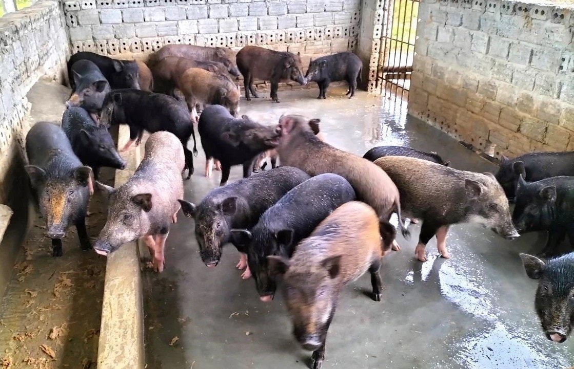 Nuôi lợn là một trong những mô hình kinh tế hiệu quả của phụ nữ huyện Mèo Vạc Nuôi lợn là một trong những mô hình kinh tế hiệu quả của phụ nữ huyện Mèo Vạc