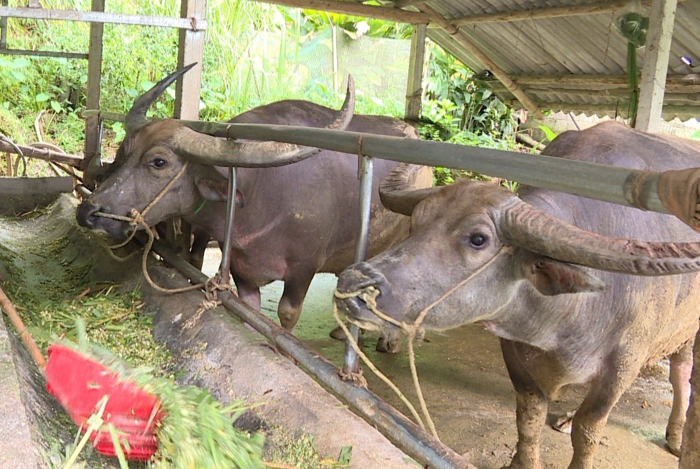 Việc đầu tư chăn nuôi trâu bò giúp người dân từng bước thoát nghèo Việc đầu tư chăn nuôi trâu bò giúp người dân từng bước thoát nghèo