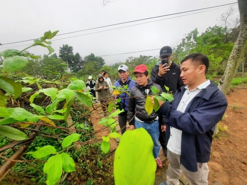 Việc phát triển cây dược liệu theo chuỗi giá trị sẽ giúp tạo ra sinh kế bền vững cho bà con trên địa bàn tỉnh