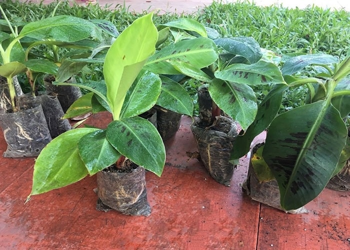 Chuối Nam Mỹ được trồng từ nuôi cấy mô nên khả năng kháng bệnh cao và sinh trưởng tốt Chuối Nam Mỹ được trồng từ nuôi cấy mô nên khả năng kháng bệnh cao và sinh trưởng tốt