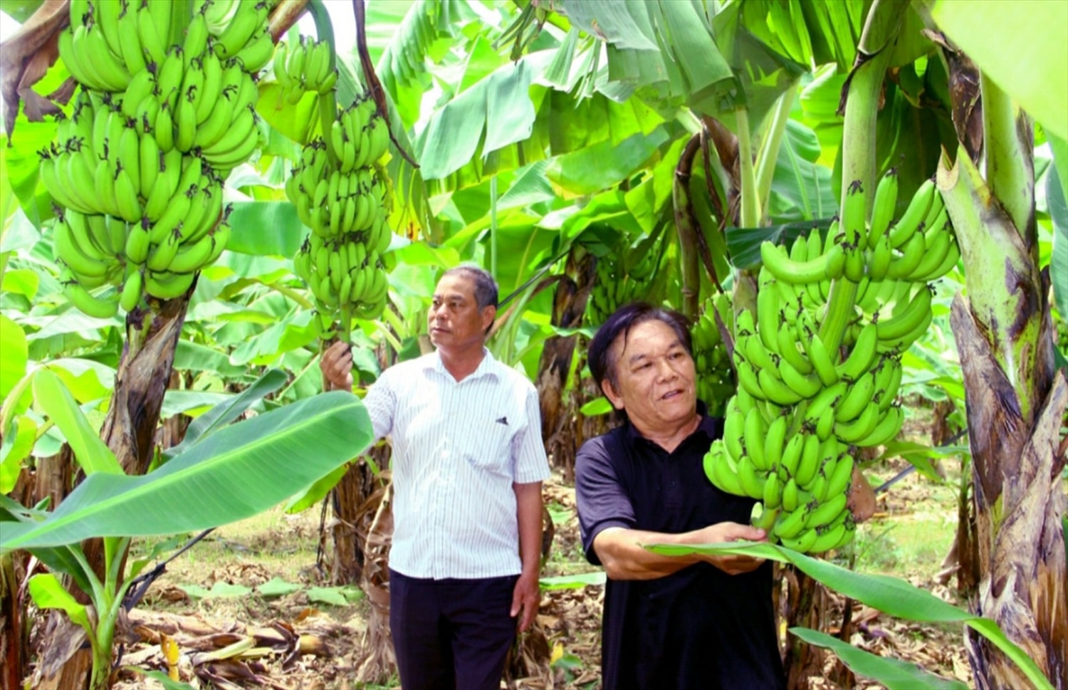 Mô hình chuối Nam Mỹ của ông Chât đang trở thành điểm học tập của người dân xã Giai Xuân Mô hình chuối Nam Mỹ của ông Chât đang trở thành điểm học tập của người dân xã Giai Xuân