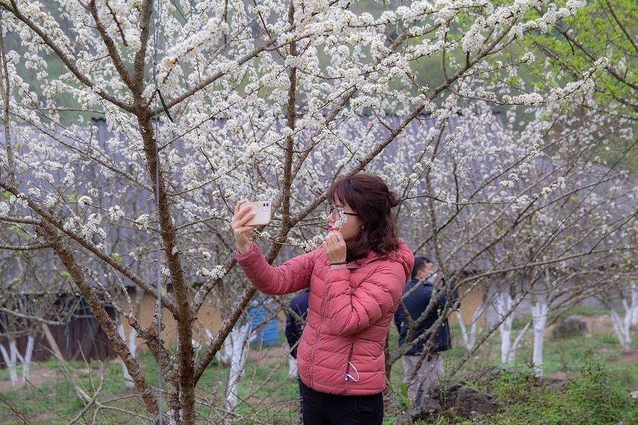 Mô hình du lịch nông nghiệp tại Si Ma Cai thu hút khách tham quan Mô hình du lịch nông nghiệp tại Si Ma Cai thu hút khách tham quan