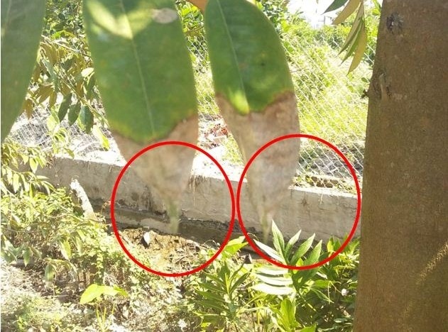(Tổng hợp) Cách phòng trừ sâu bệnh hại trên cây sầu riêng 7