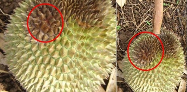 (Tổng hợp) Cách phòng trừ sâu bệnh hại trên cây sầu riêng 5