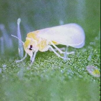 (Tổng hợp) Cách phòng trừ sâu bệnh hại trên cây sầu riêng 2