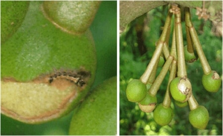 (Tổng hợp) Cách phòng trừ sâu bệnh hại trên cây sầu riêng 3