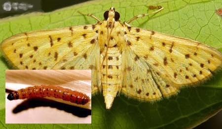 (Tổng hợp) Cách phòng trừ sâu bệnh hại trên cây sầu riêng 1