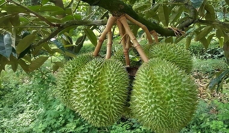 (Tổng hợp) Cách phòng trừ sâu bệnh hại trên cây sầu riêng