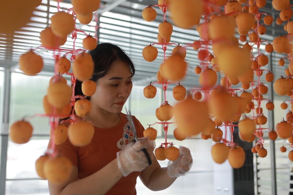  Mô hình hồng vành khuyên treo gió của chị Vương Thị Thương - HTX Nông sản Toàn Thương