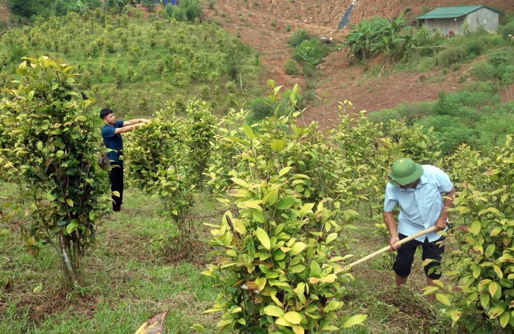 Cùng với mô hình kinh tế của anh Đàm Văn Triệu, thôn Khe Lọng Ngoài, xã Thanh Sơn, huyện Ba Chẽ đã xuất hiện nhiều mô hình kinh tế hiệu quả từ cây trà hoa vàng