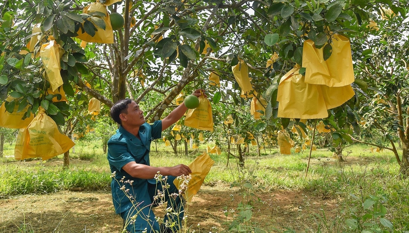 Một mô hình kinh tế cho thu nhập cao ở bản Lòi Sim