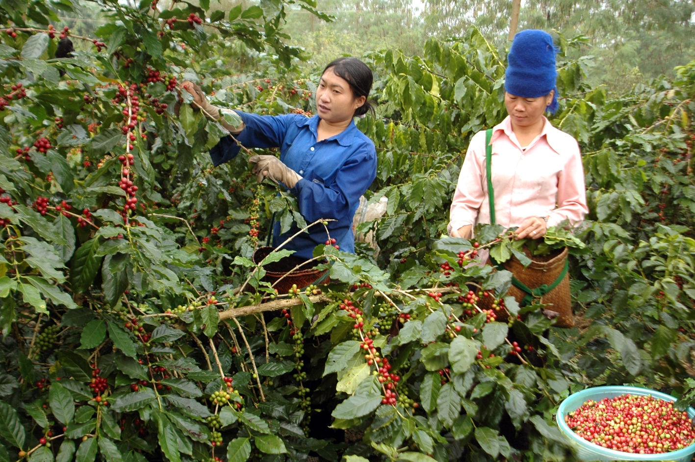 Người dân Mường Ảng thu hoạch cà phê