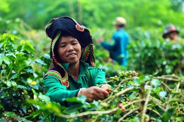 Diện tích cây cà phê Arabica  tại Mường Ảnh ngày càng được mở rộng và trở thành cây xoá nghèo cho người dân địa phương